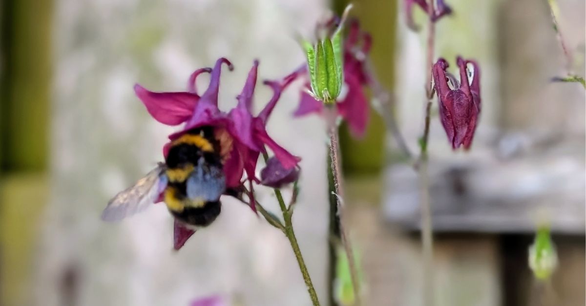 Bringing Wildlife Back Into Your Garden: A Scottish Guide to Natural Design